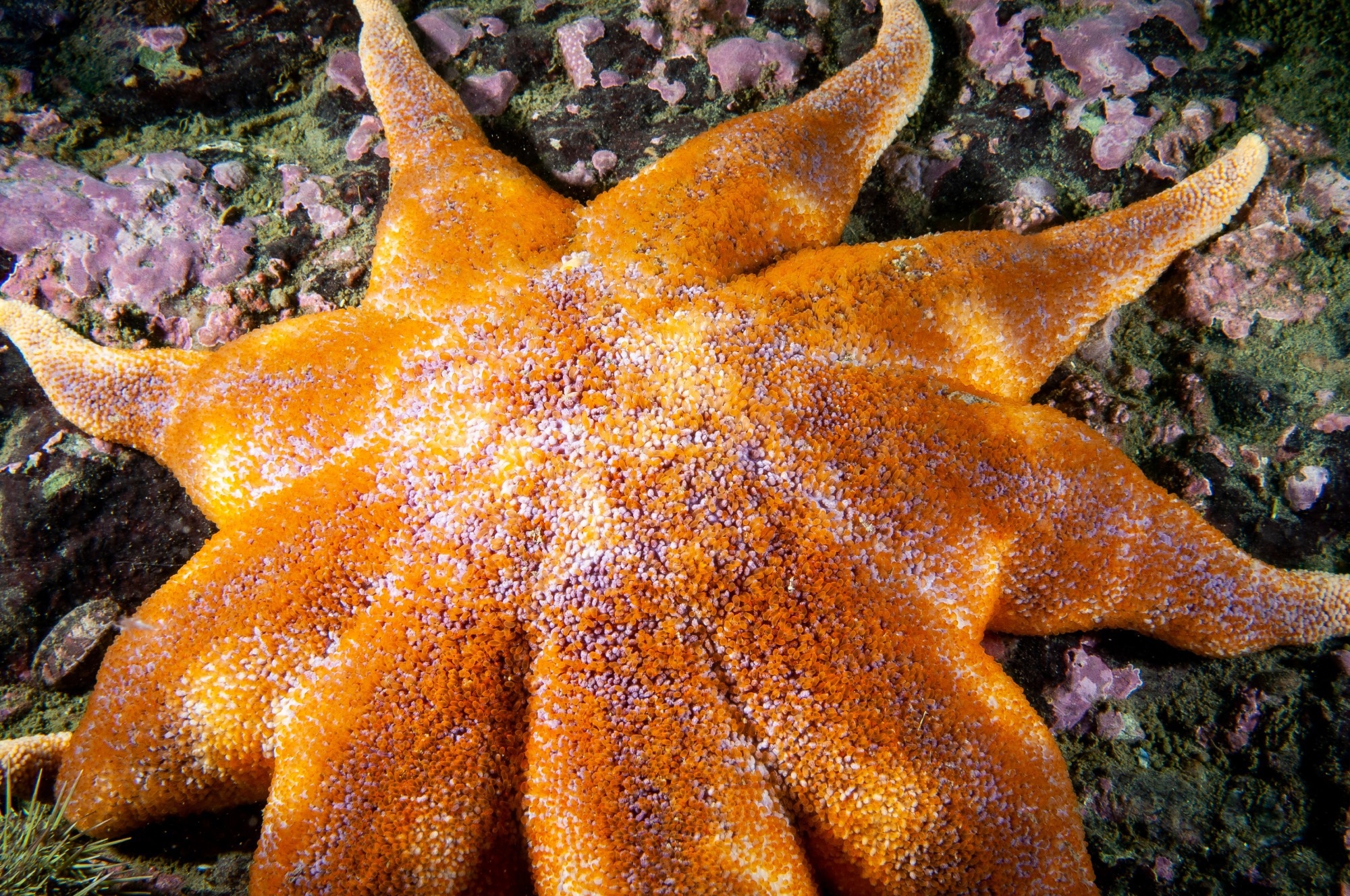 Study: Anticancer activity of triterpene glycosides from the sea star Solaster pacificus. Image Credit: RLS Photo / Shutterstock