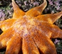 Starfish compound overcomes drug resistance in prostate cancer models