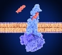 GIPR signaling opens brain’s gate for GLP-1 weight-loss therapy