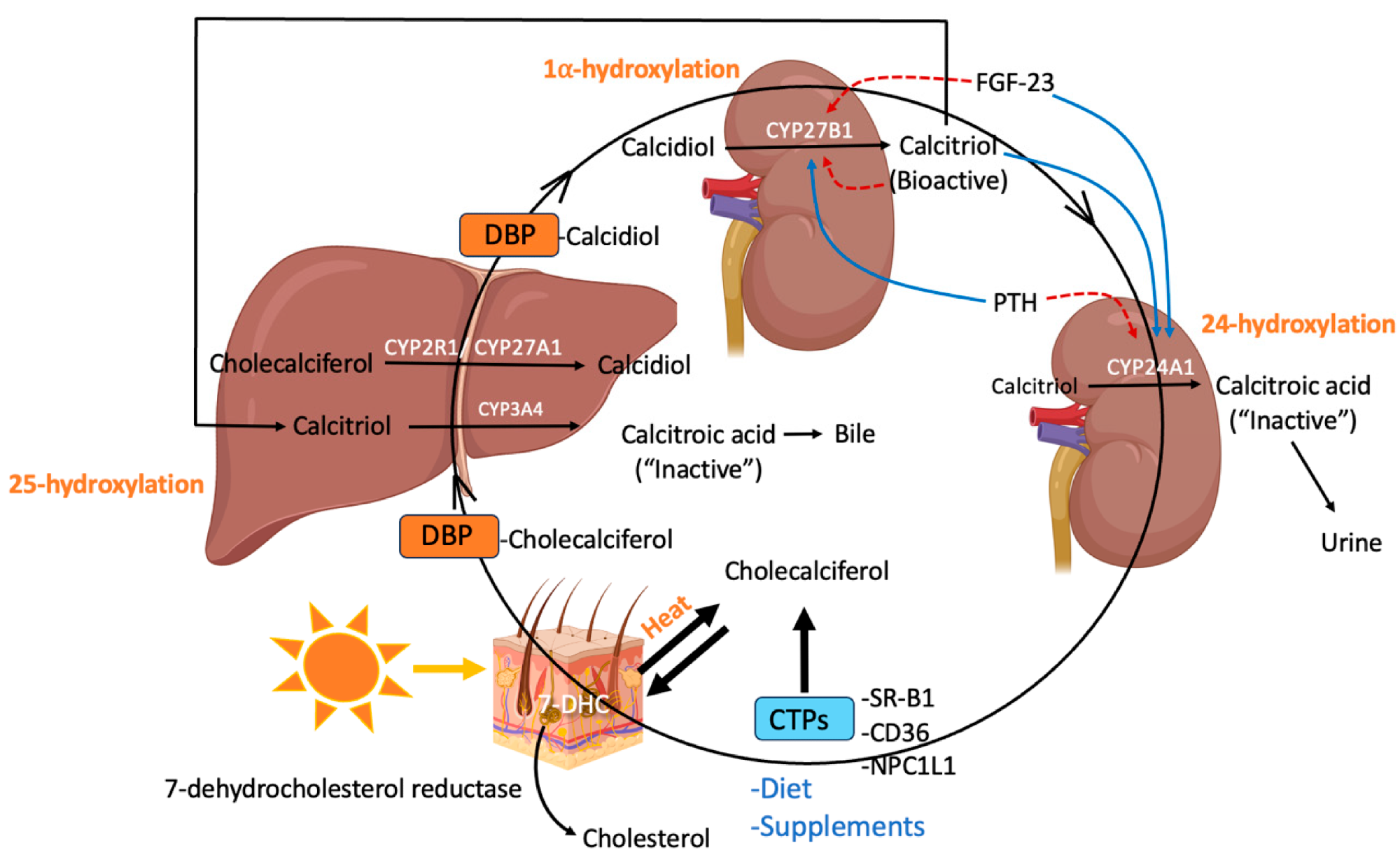 Synthesis, transport, and metabolism of vitamin D throughout the body (created using BioRender): 7-dehydrocholesterol (7-DHC), cholesterol-binding proteins (CTPs), scavenger receptor class B type 1 (SR-BI), Niemann-Pick C1-Like 1 (NPC1L1), vitamin D binding protein (DBP), fibroblast growth factor (FGF)-23 (FGF-23), parathyroid hormone (PTH).