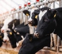 Why Salmonella Dublin poses a food safety threat in beef and dairy