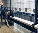 Concertgoers back detection dogs as practical COVID-19 screening tool in real-world trial