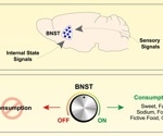 Scientists uncover brain circuit that turns cravings into eating behavior