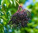 Elderberry juice boosts key genes for metabolic flexibility in overweight adults