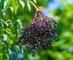 Elderberry juice boosts key genes for metabolic flexibility in overweight adults