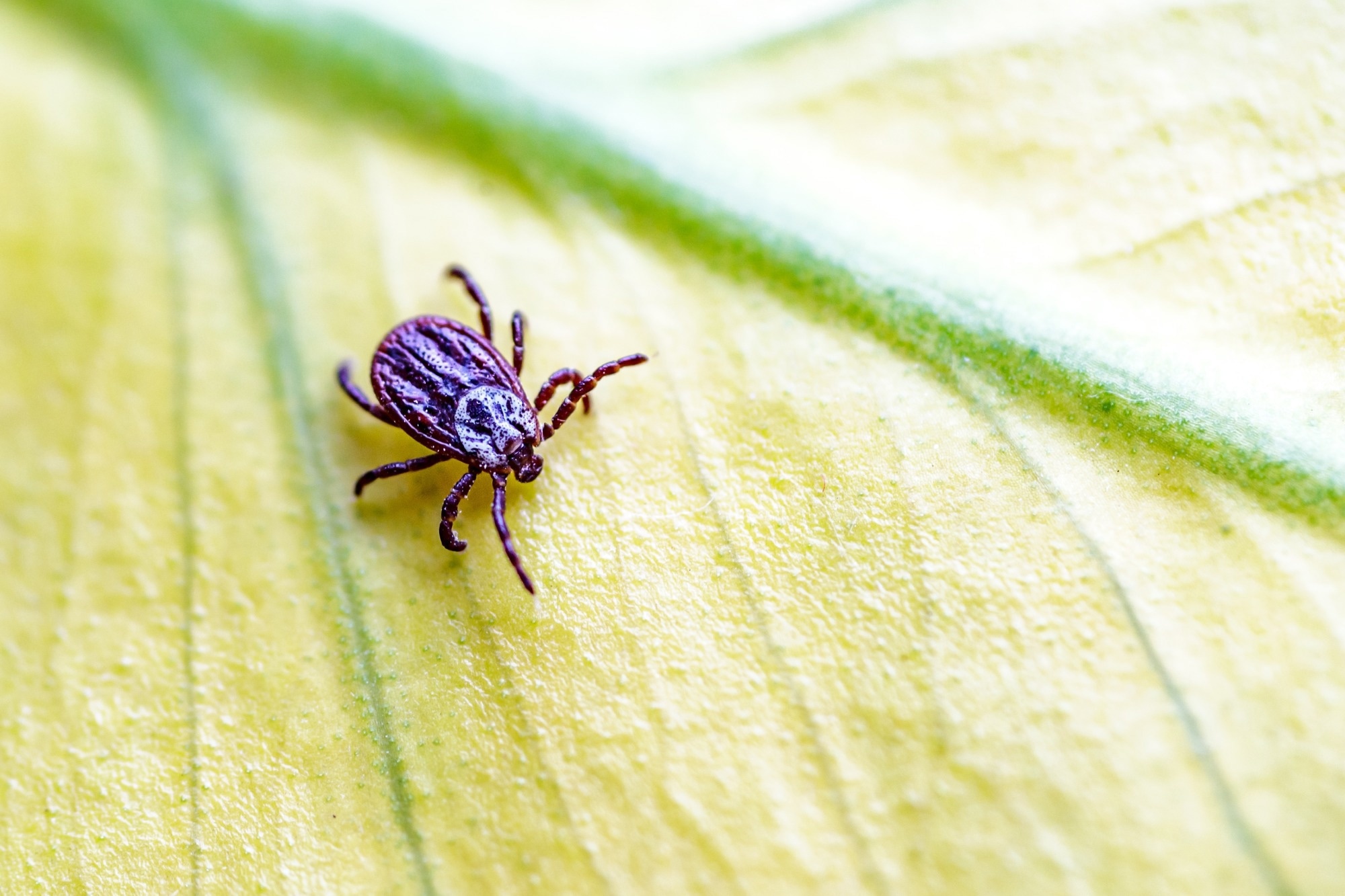 Study: Risk factors for Lyme disease in the general population - a survey of adults and caregivers in 28 states. Image Credit: Bukhta Yurii / Shutterstock