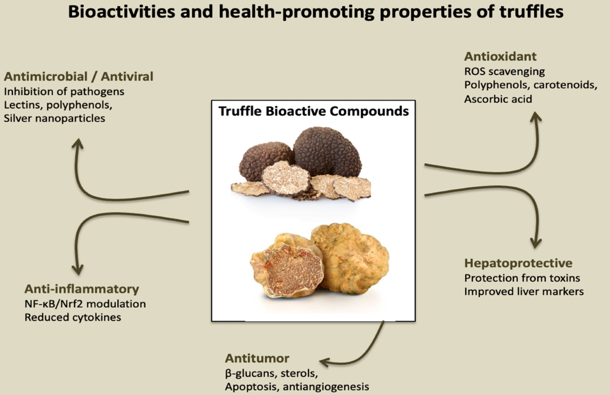 Bioactivities and health-promoting properties of truffles. Schematic representation of the main biological activities attributed to truffles and their bioactive compounds. Truffle-derived molecules, including polysaccharides, polyphenols, sterols, carotenoids, and terpenoids, exert multiple health-promoting effects. These properties include antimicrobial/antiviral activity, antioxidant and anti-inflammatory effects, hepatoprotective functions, and antitumor potential. Such pleiotropic effects highlight the relevance of truffles not only as culinary delicacies but also as promising sources of nutraceutical and therapeutic agents. 