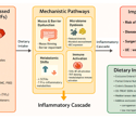How ultra-processed foods shape Crohn’s disease risk and what dietary strategies can really help