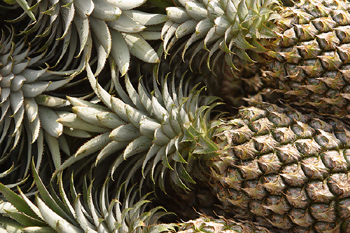 Scientists at the Queensland Institute of Medical Research (QIMR) have discovered two molecules from pineapple stems that show anti-tumour activity in laboratory studies.