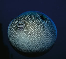 Eating seafood containing toxic substances can have serious neurological as well as gastrointestinal effects, reveals a review in the April issue of The Lancet Neurology.