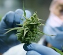 THC products provide small improvements in pain but carry side effects
