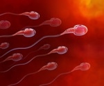 Male infertility linked to increased risk of high grade prostate cancer