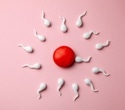Study uncovers key protein complex controlling sperm motility and male fertility