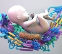 Research reveals how the gut microbiome supports successful pregnancy
