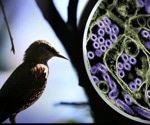 Culling wild birds won't help battle agianst H5N1 avian influenza strain