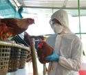 Rising human adaptive potential seen in 2.3.4.4b clade of H5N1