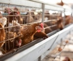 Avian influenza virus is still present in Cambodia, China, Indonesia, Thailand and Viet Nam