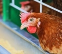 AI reveals how H5N1 virus is evolving to evade human immunity
