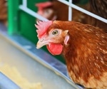 Advanced diagnostic kit developed for detecting highly pathogenic H5N1 avian influenza virus