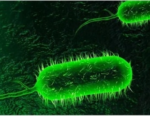 Scientists reveal how cholera bacteria activate toxin genes in the human gut