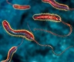 A high-protein diet shows strong anti-cholera effects